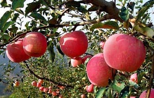 Read more about the article Wat gebeurt er als je een maand lang elke dag een appel eet?