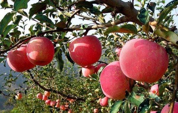 You are currently viewing Wat gebeurt er als je een maand lang elke dag een appel eet?
